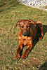 members/emmas-frauchen-albums-emma-picture17310-emma3.jpg