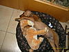 members/katrein14-albums-ajamu-picture11184-kuscheln.jpg