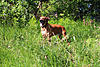 members/phineas-albums-ridgie-2013-picture39244-juni-2013-am-rhein.jpg