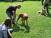 members/tini-und-femi-albums-ridgebacktreffen-picture11569-img-0278.jpg