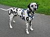 members/venus-albums-hunde-picture12786-a.jpg